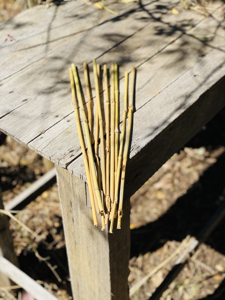 Bamboo Stake - 10 pack | Uprooted