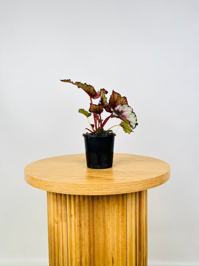 Begonia Rex - Kotobuki | Uprooted