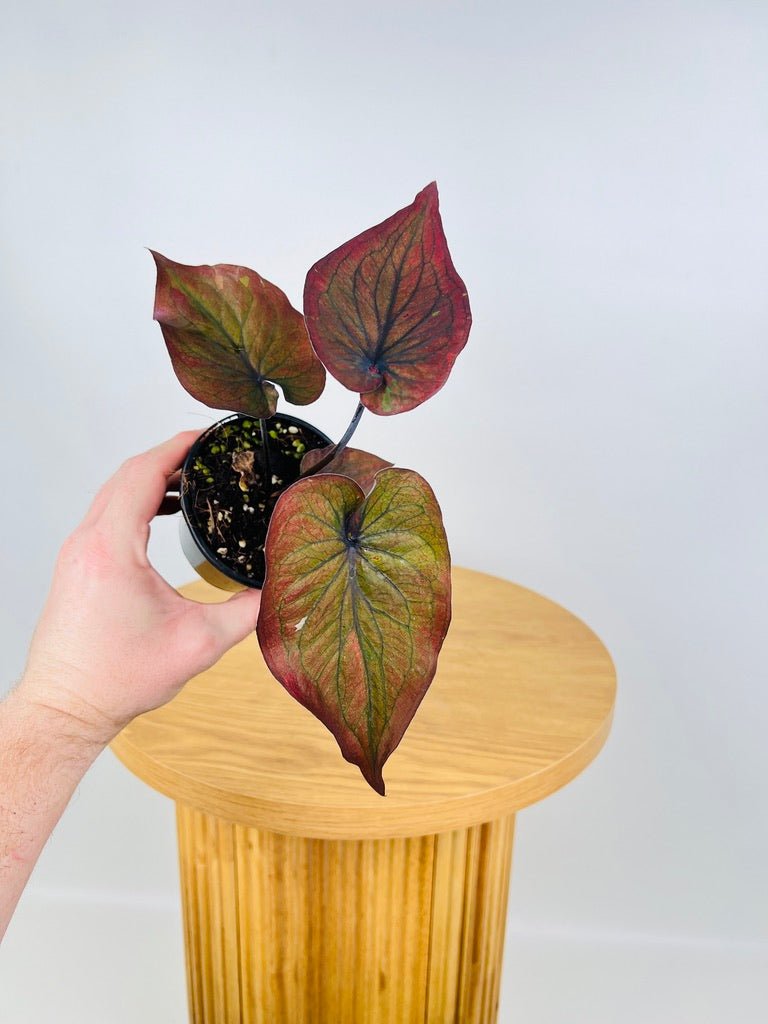Caladium Bicolor - Burgundy Nights | Uprooted