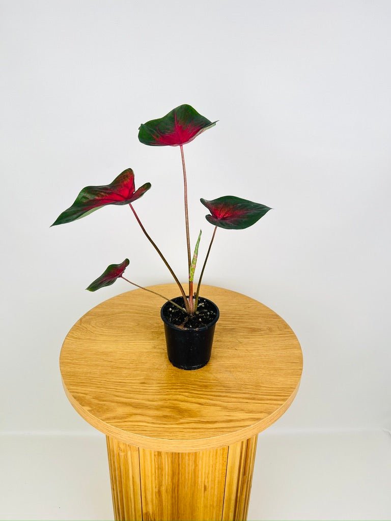 Caladium Bicolor - Cherry Balls | Uprooted