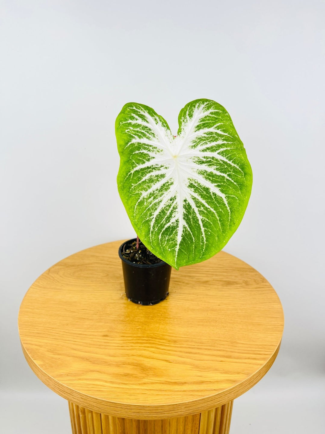 Caladium Moonie | Uprooted