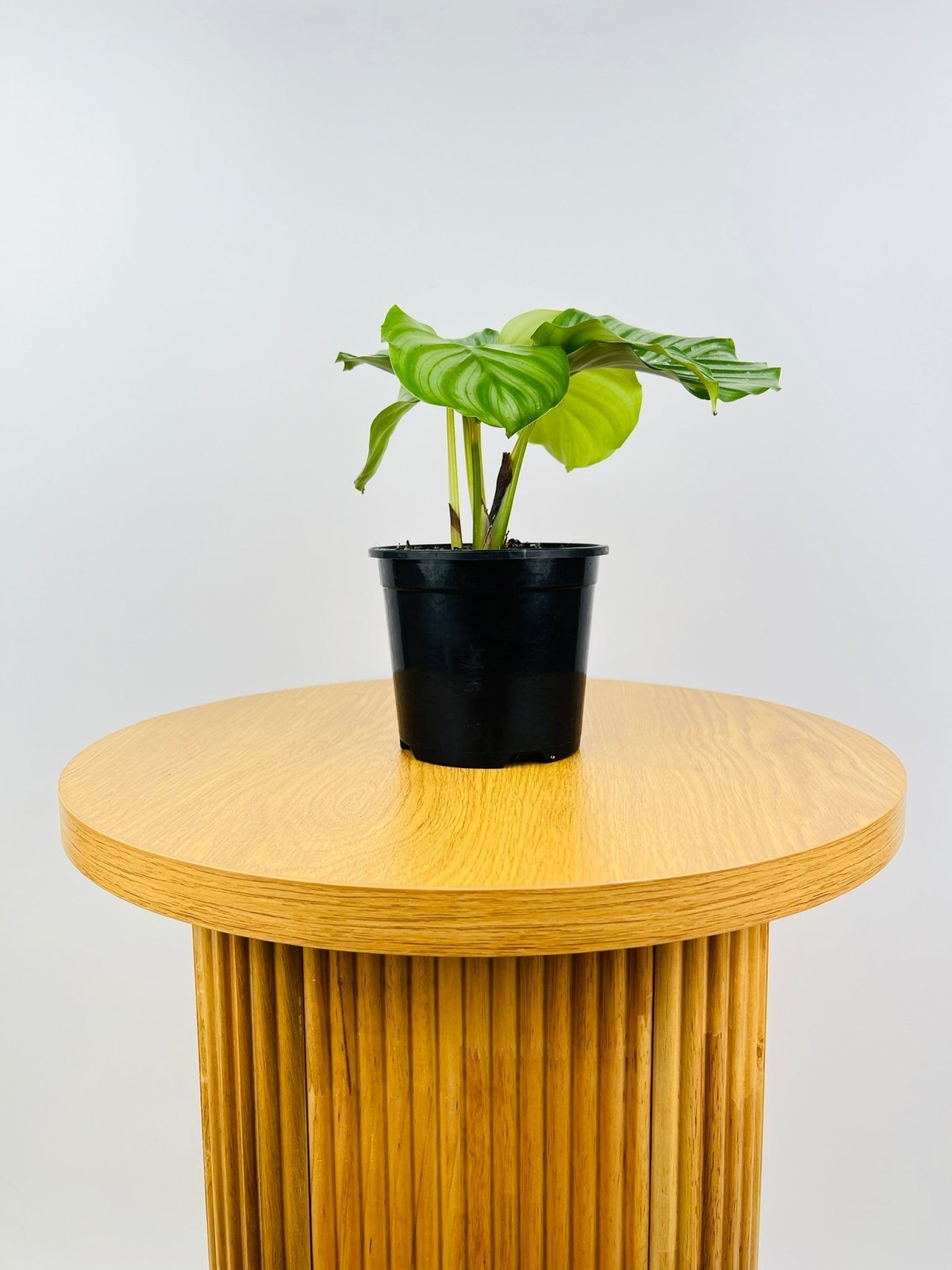 Calathea Orbifolia Uprooted Buy Plants Online Australia