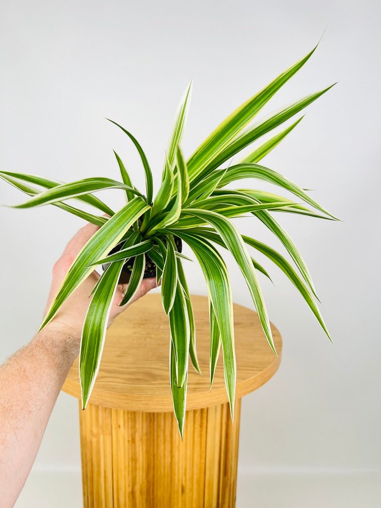 chlorophytum variegatum Chlorophytum Comosum Variegatum - Spider Plant - Outside Variegated | Uprooted