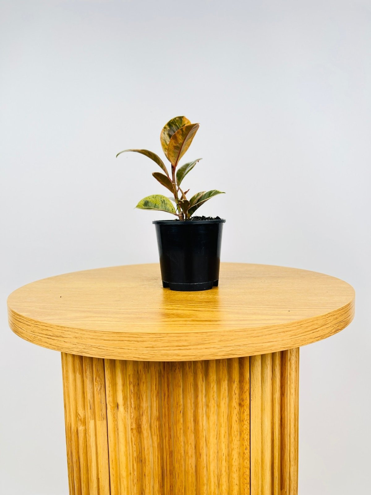 Ficus Elastica Shivereana Uprooted Buy Plants Online Australia