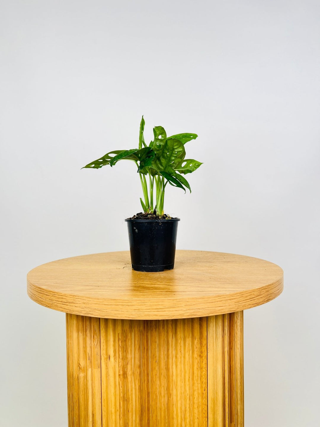 Monstera Adansonii Monkey Mask | Uprooted