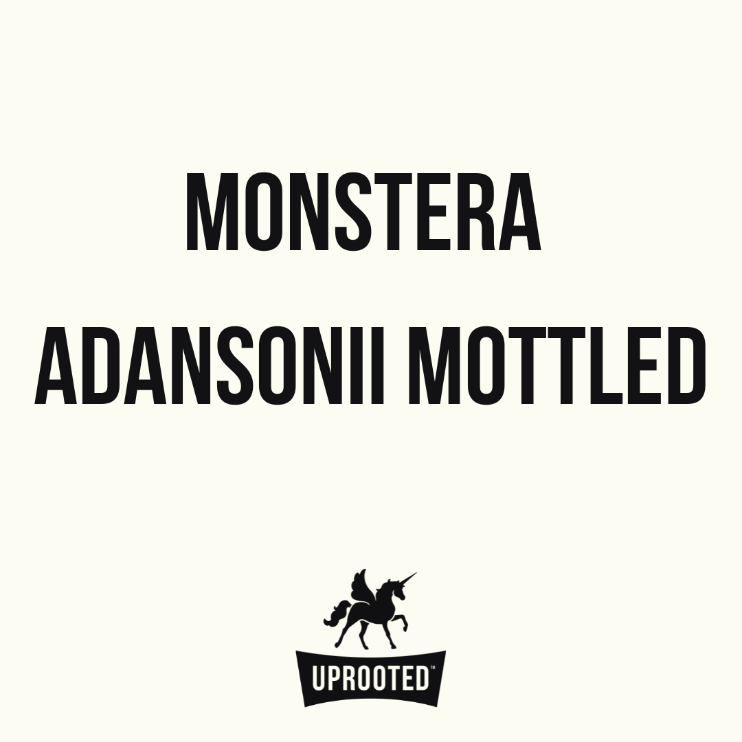 Monstera Adansonii Variegated Mottled Uprooted Buy Plants Online