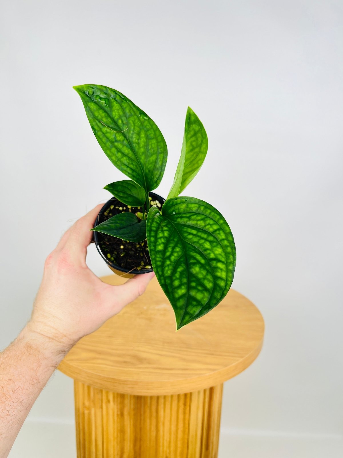 Monstera Pinnatipartita | Uprooted | Buy Plants Online Australia