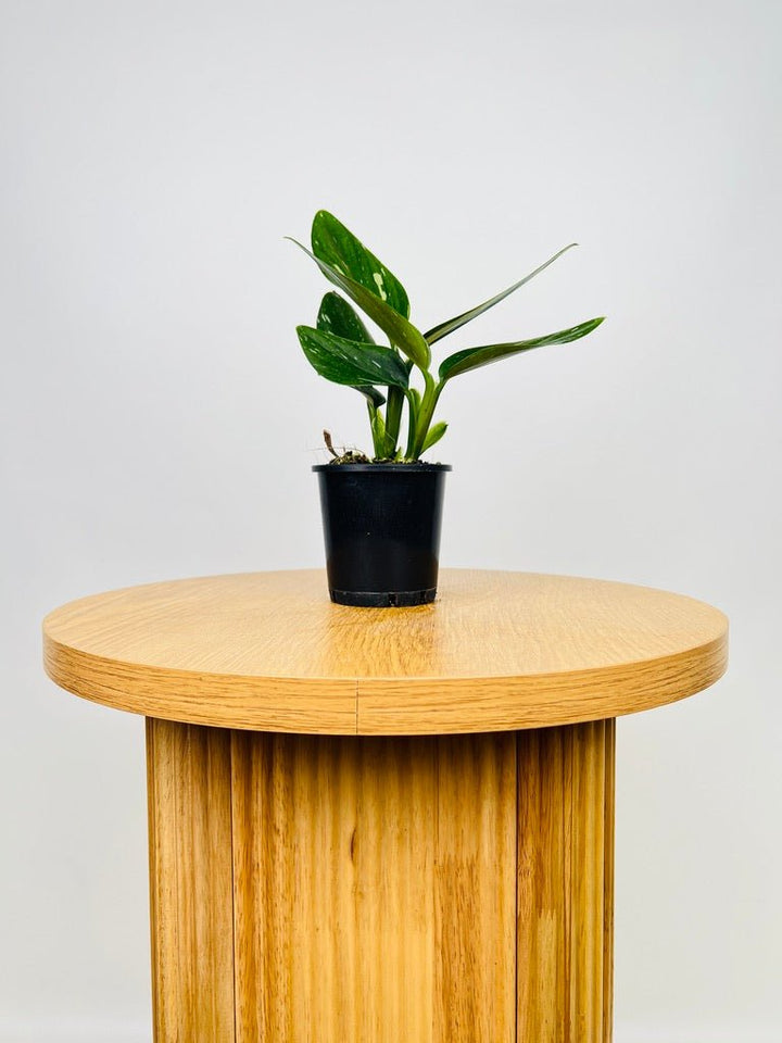 Monstera Standleyana Variegated | Uprooted