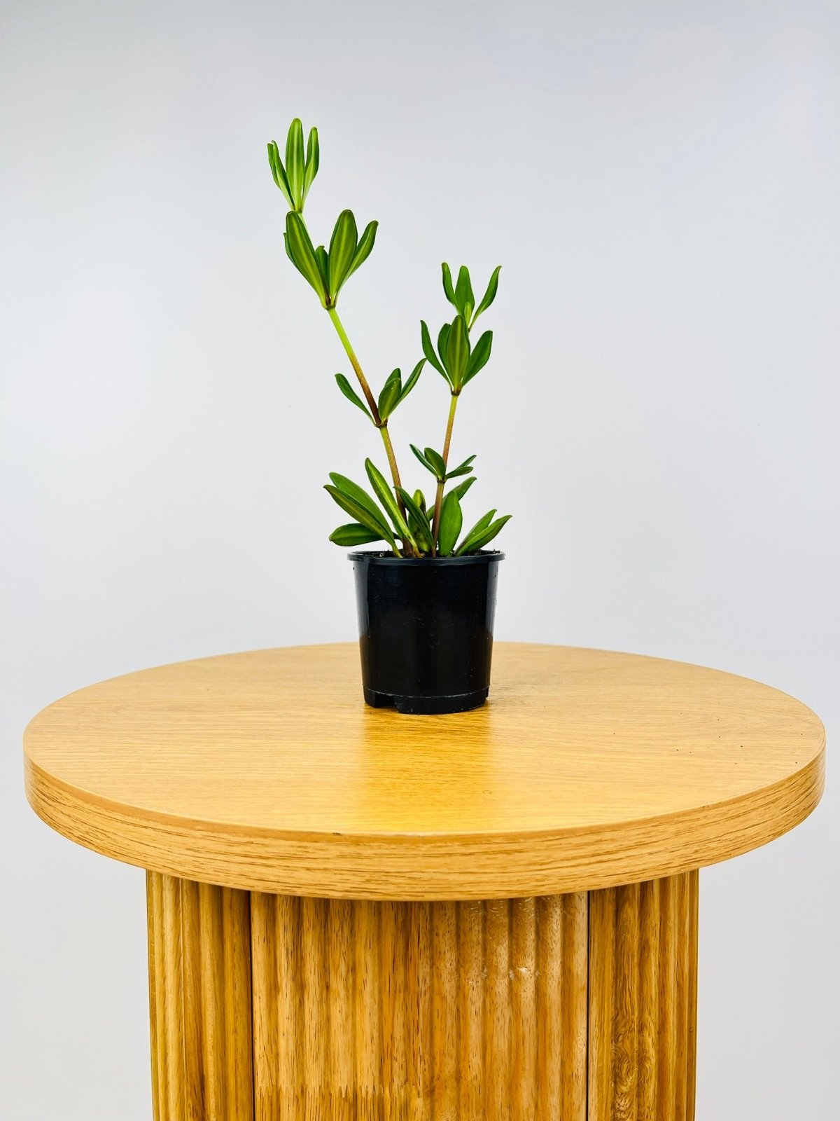 Peperomia Kimnachii Uprooted Buy Plants Online Australia