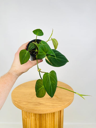 Philodendron Hederaceum - Micans | Uprooted