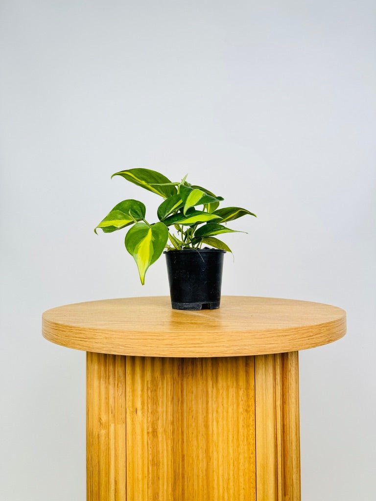 Philodendron Hederaceum Var. Oxycardium - Brasil | Uprooted | Buy Plants  Online Australia