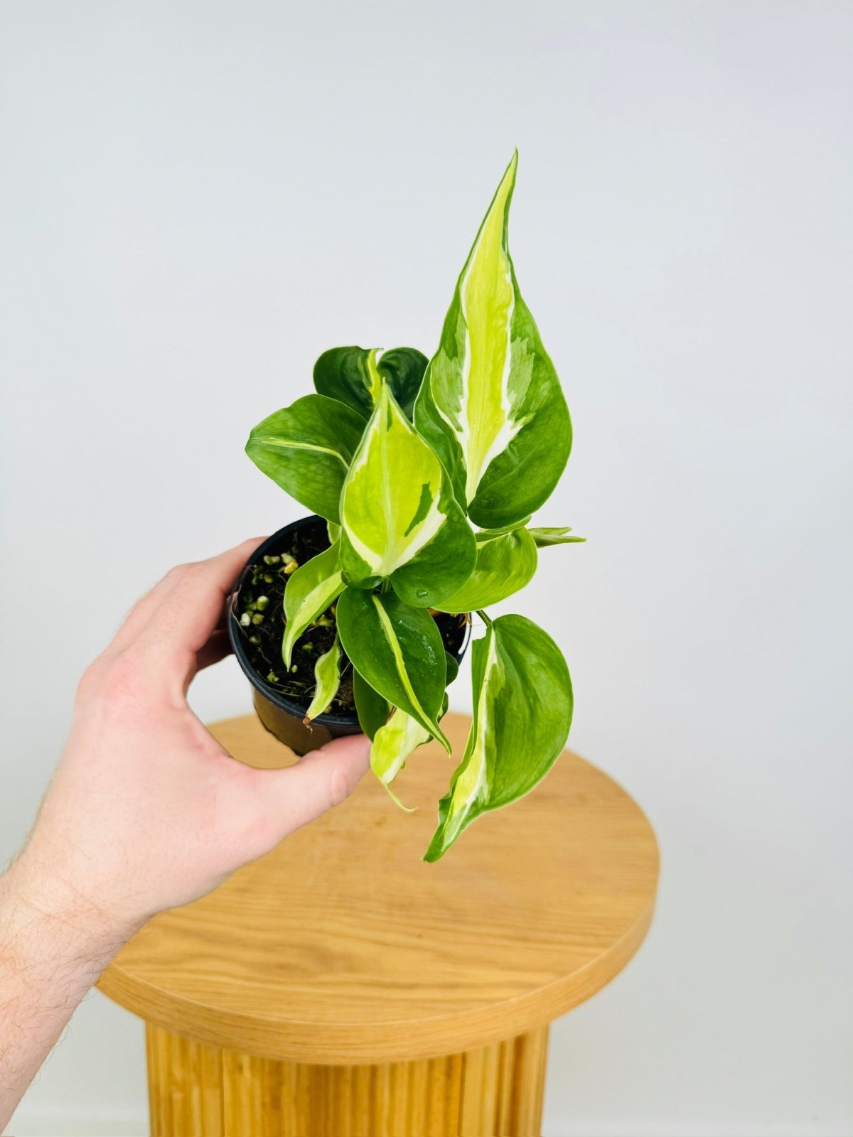 philodendron cream splash care Philodendron Hederaceum Var. Oxycardium Cream Splash | Uprooted