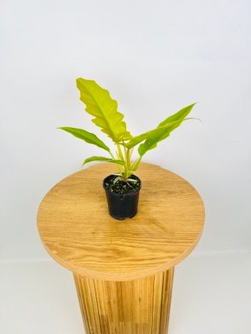 Philodendron Ring of Fire Golden | Uprooted