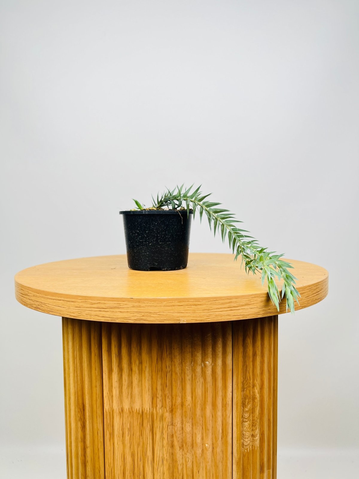 Phlegmariurus Goebelii Malaysian Blue Tassel Fern Uprooted Buy