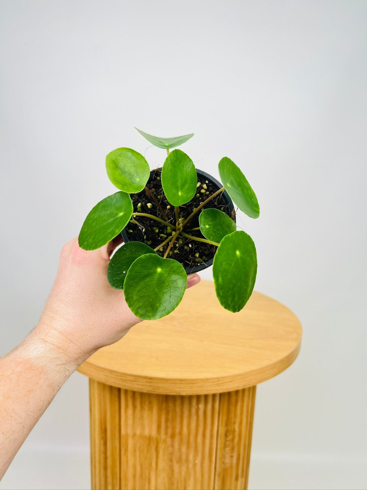 money plant australia Pilea Peperomioides | Uprooted