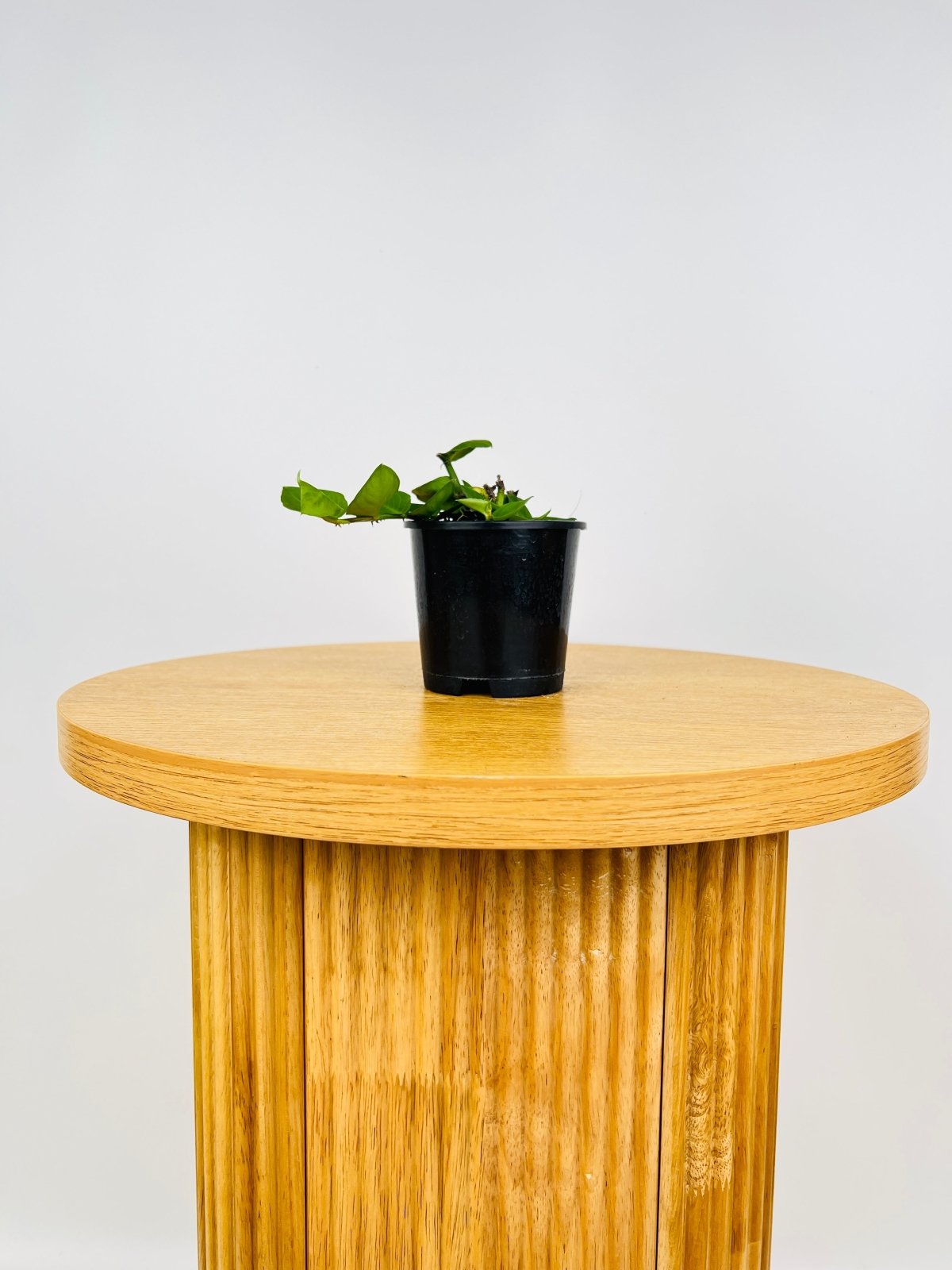 Rhaphidophora Hayi Uprooted Buy Plants Online Australia