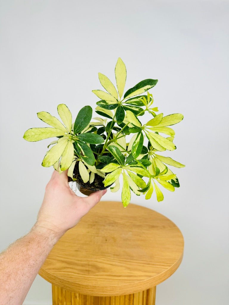schefflera arboricola madame de smet Schefflera Arboricola - Madame De Smet | Uprooted