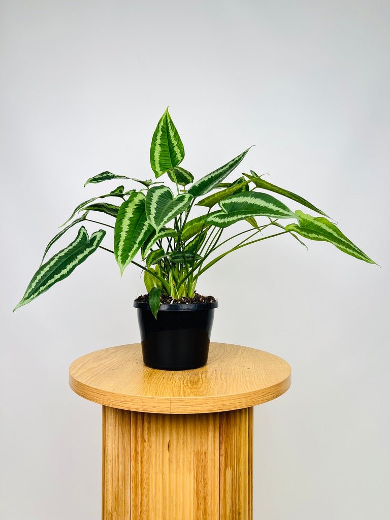 Schismatoglottis Wallichii Maxi Uprooted Buy Plants Online Australia