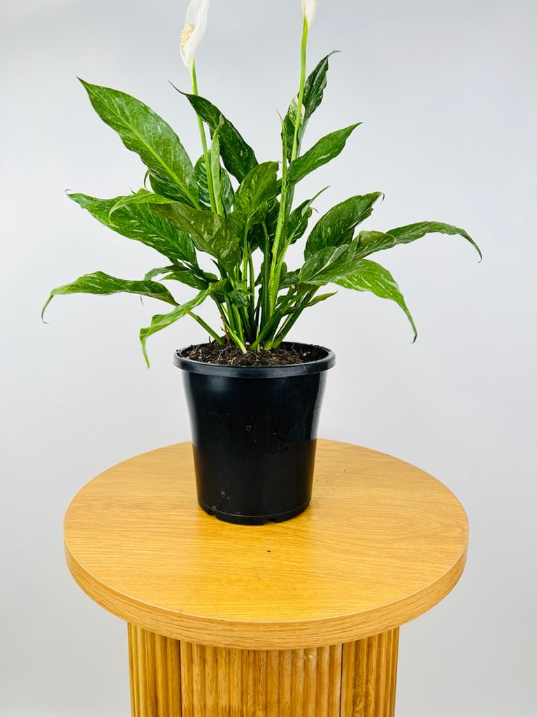 Spathiphyllum Domino Maxi Uprooted Buy Plants Online Australia