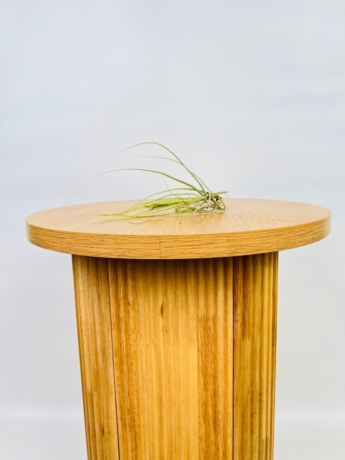 Tillandsia Schiedeana Uprooted Buy Plants Online Australia