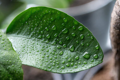 Common Houseplant Pests and Treatment Tips