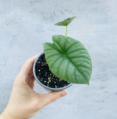 How and when to repot your new plant