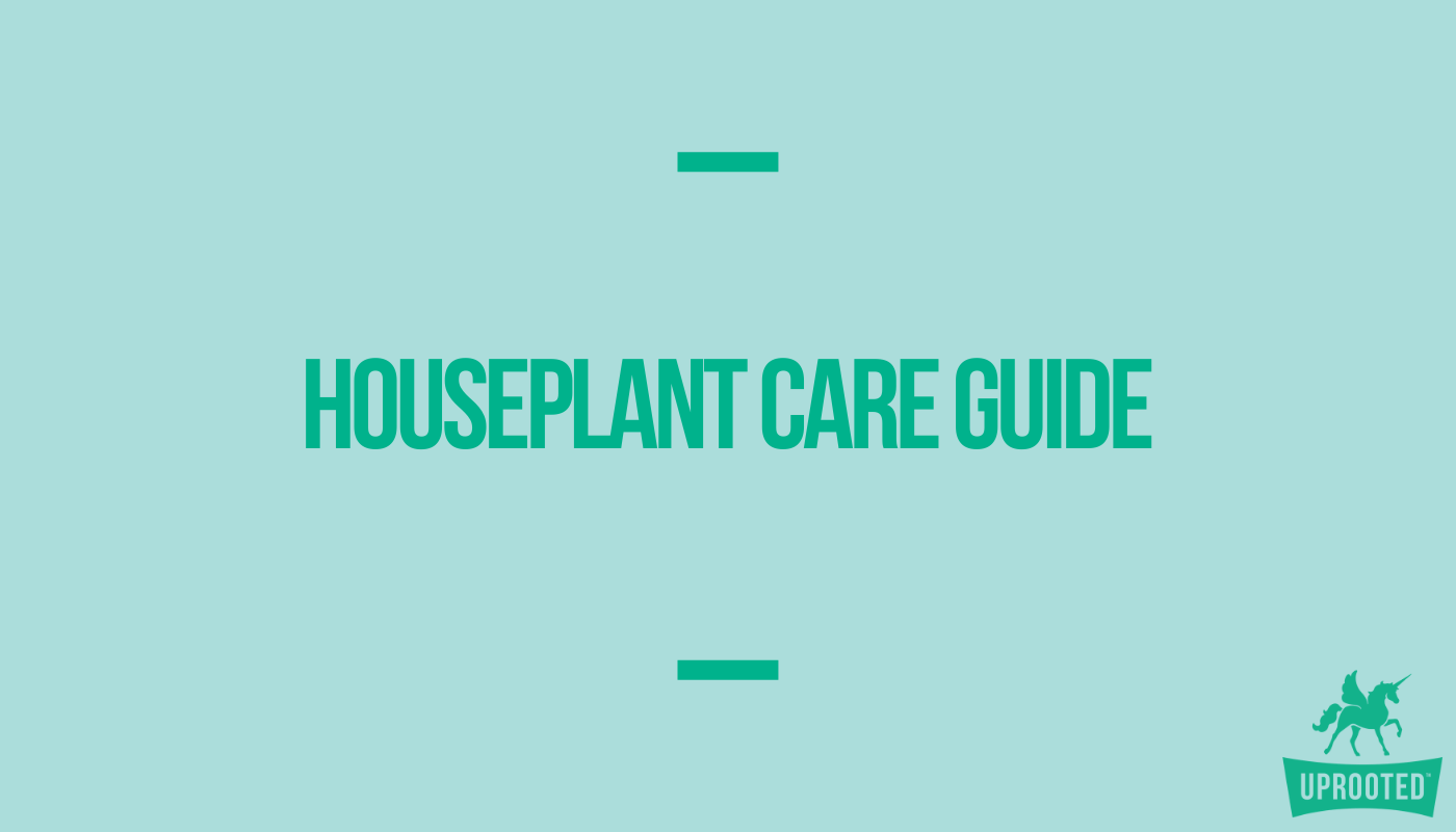 Intro to Houseplant Care Guide Uprooted