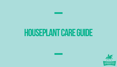 Intro to Houseplant Care Guide