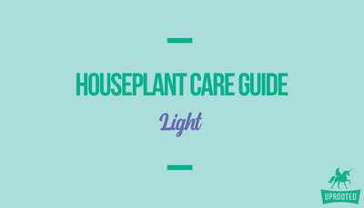 Light: Houseplant Care Guide