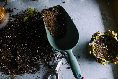 Potting Soil for Indoor Plants