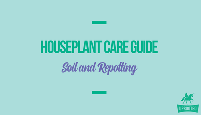 Soil and Repotting: Houseplant Care Guide