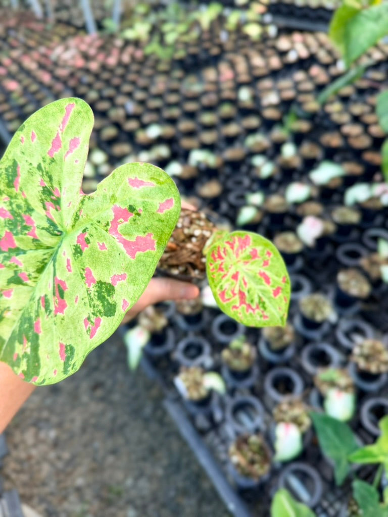 Handpicked #47 - Caladium Bicolor - Raspberry Moon