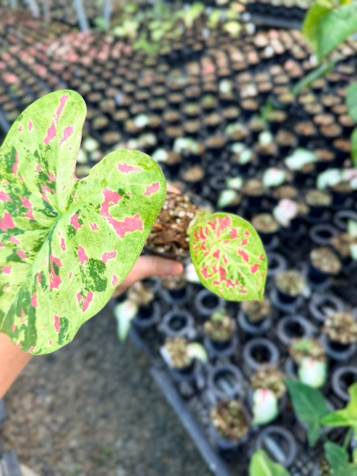 Handpicked #47 - Caladium Bicolor - Raspberry Moon