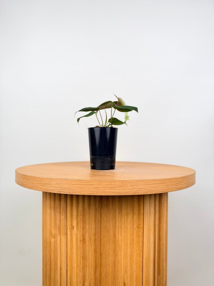 Philodendron Hederaceum - Micans