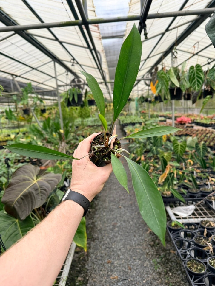 Anthurium Gracile