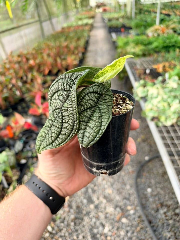 Handpicked #94 - Piper Parmatum