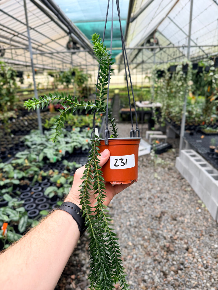 Handpicked #231 - Phlegmariurus Phlegmarioides X Phlegmariurus Ledermannii - Tassel Fern
