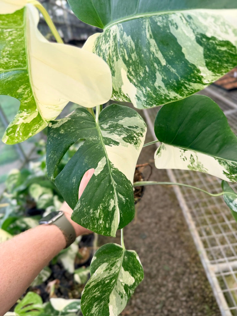 Handpicked #131 - Monstera Deliciosa Borsigiana Variegated Albo
