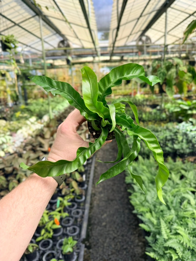 Asplenium Antiquum - Hurricane Fern