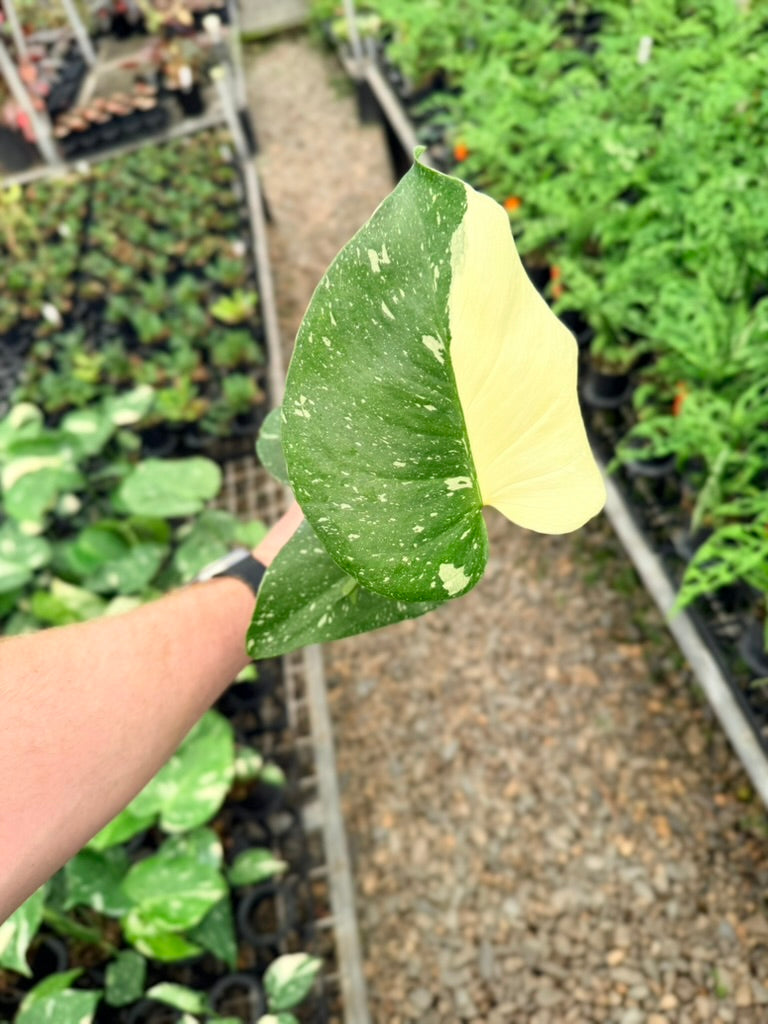 Handpicked #55 - Monstera Deliciosa - Thai Constellation