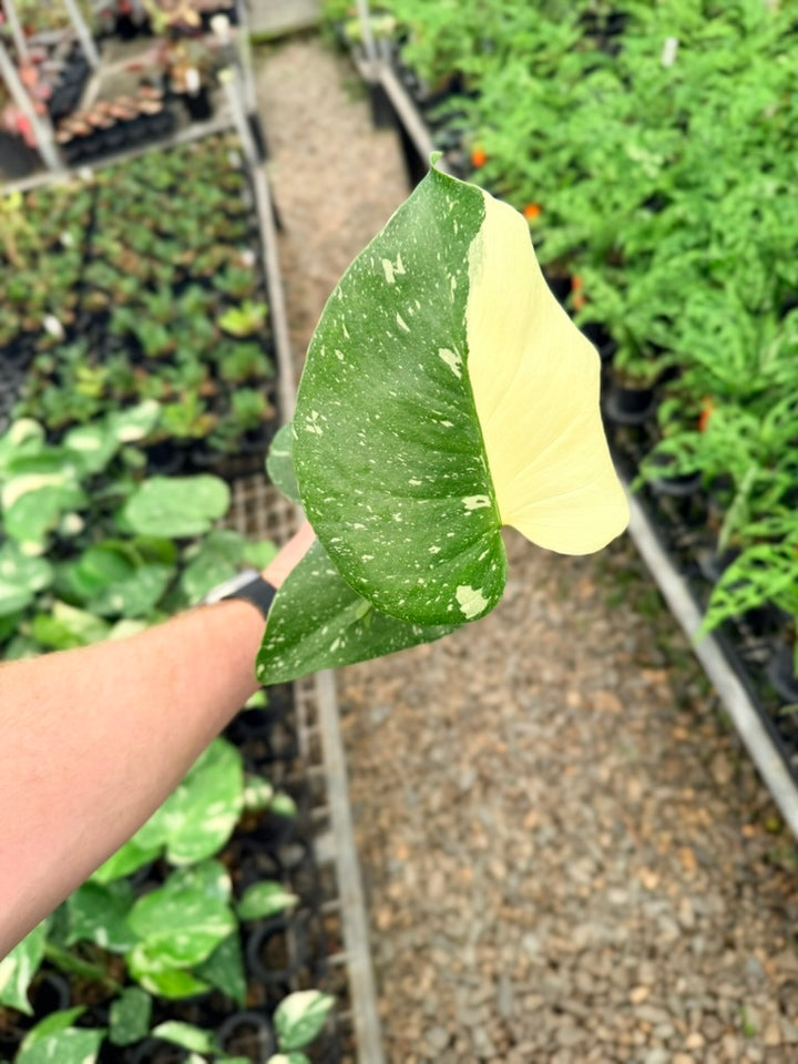 Handpicked #55 - Monstera Deliciosa - Thai Constellation