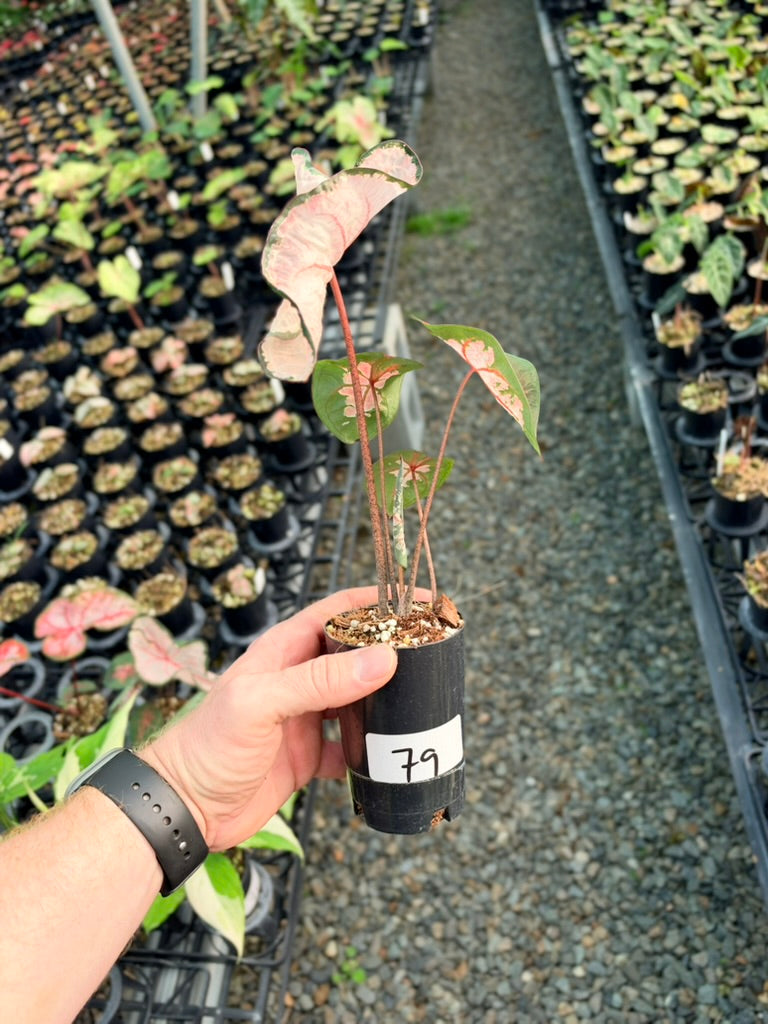 Handpicked #79 - Caladium Bicolor - Apple Blossom