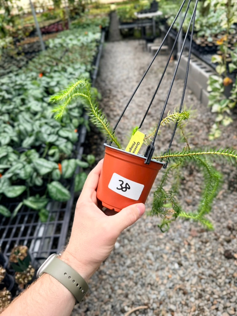 Handpicked #38 - Phlegmariurus squarrosus [Huperzia Squarrosa] - QLD Fine Rock Tassel Fern