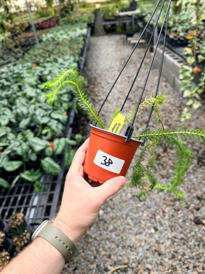 Handpicked #38 - Phlegmariurus squarrosus [Huperzia Squarrosa] - QLD Fine Rock Tassel Fern