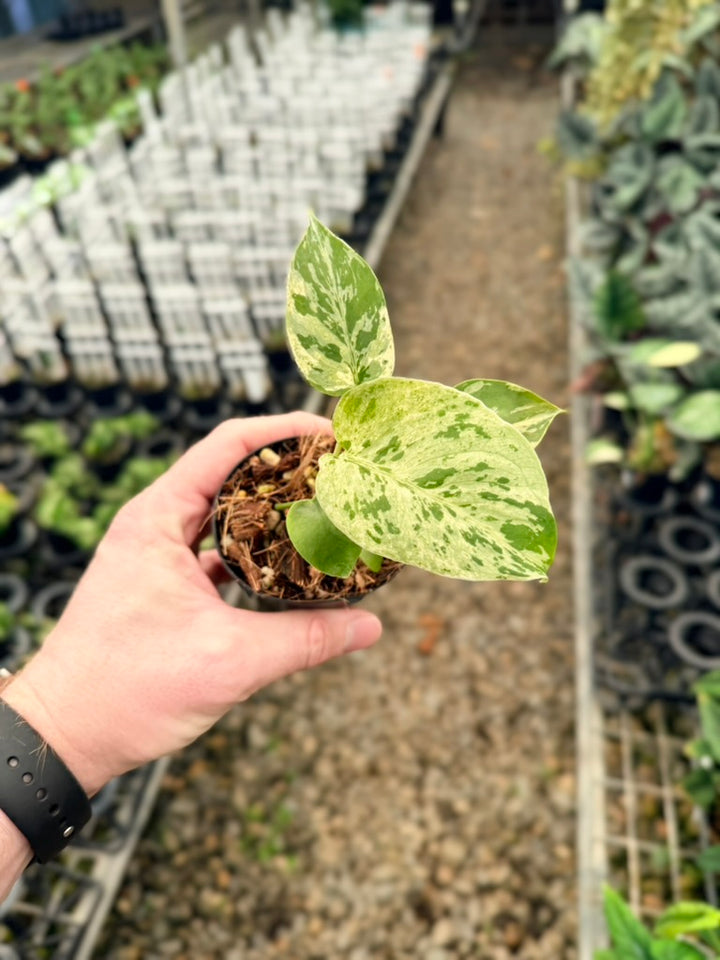 Handpicked #56 - Monstera Deliciosa - Bulbasaur