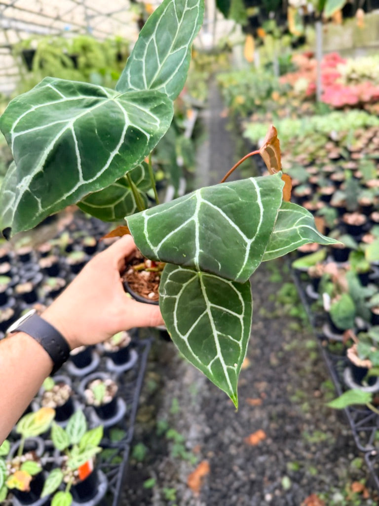 Handpicked #133 - Anthurium Crystallinum - Multi Headed