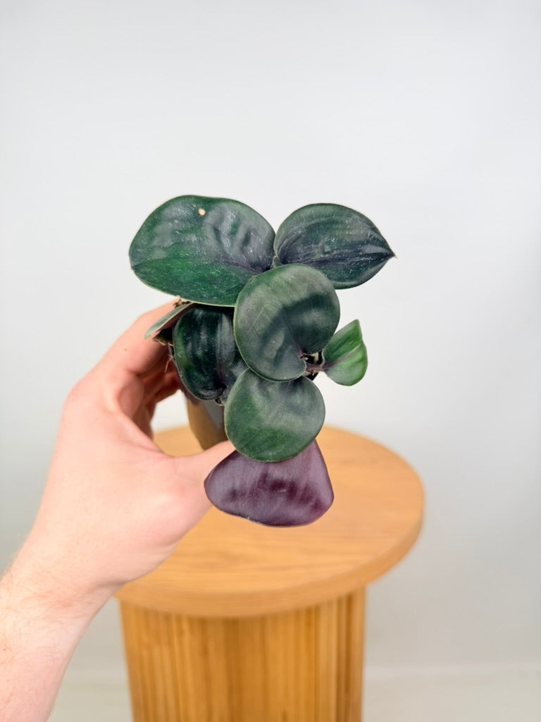 Geogenanthus ciliatus Midnight Pearl potted plant