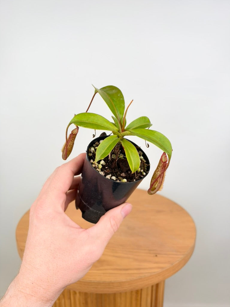 Nepenthes Gentle - Imperfect Foliage