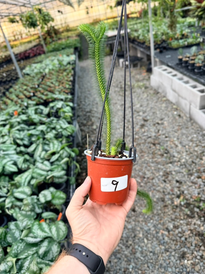 Handpicked #9 - Phlegmariurus squarrosus [Huperzia Squarrosa] - Thailand Large Rock Tassel Fern