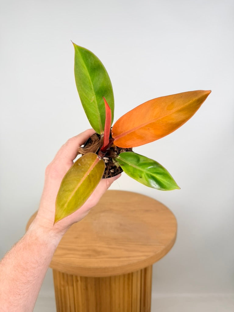 Philodendron Erubescens - Prince of Orange